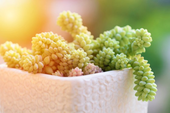 多肉植物・サボテン好きにはたまらない！可愛らしさ満点のコーデックスＴシャツ