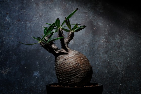 太らせてキュート～パキポディウム・グラキリスのデザインTシャツ