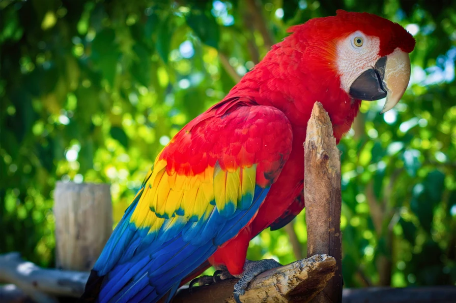 アカコンゴウインコ